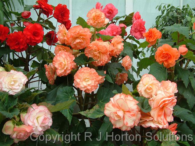 Begonia Tuberous Christchurch